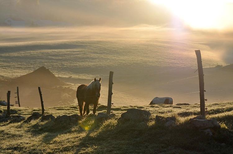 Chevaux