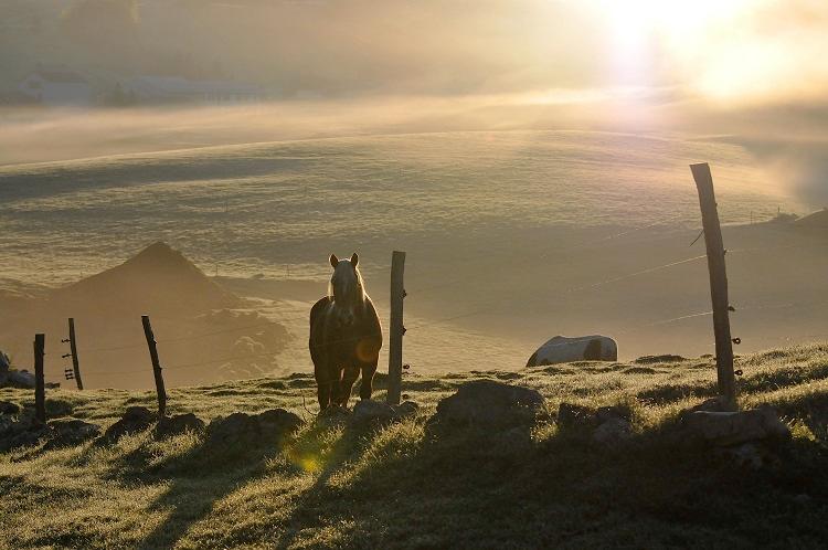 Chevaux